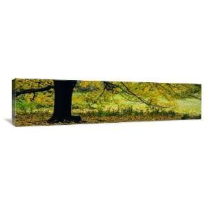  Central Park Fall Colors   Gallery Wrapped Canvas   Museum 