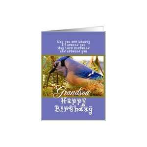  Birthday, Grandson, Blue Jay In Spruce Tree Boughs 