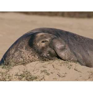  A Male Northern Elephant Seal Rests in the Sand 