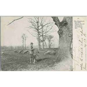   ca. 1912 : the shepherd and his flock in Druid Hill Park ca. 1912