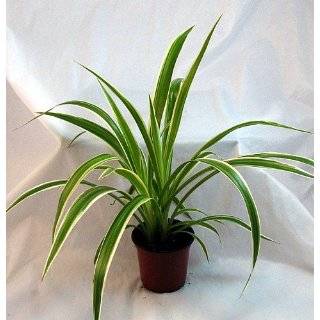 Ocean Spider Plant   Easy to Grow   Cleans the Air  NEW