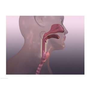  Close up of a human respiratory system Poster (24.00 x 18 