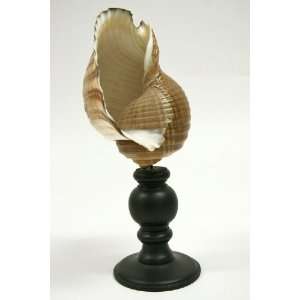  Natural Curiosities Shell Specimen on Stand