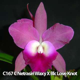 Pack Cattleya Orchid Plant SEEDLING SIZE  