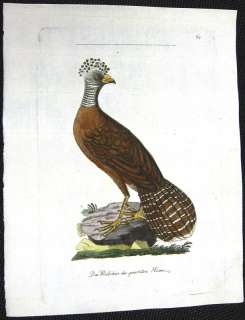 PHEASANT GAME BIRD ~ Latham 1790s Handcolored Engraving  