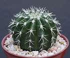 Melocactus sp. de SARDA @@ exotic cacti plant cactus 4