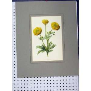 Double Buttercup Flower C1896 Hand Coloured Yellow 