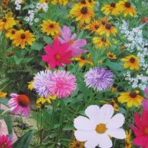 200 Drought Wildflowers Flower Seeds Plant Garden Home  
