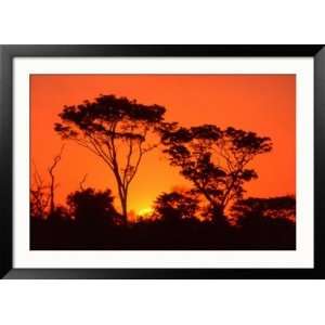 Trees Silhouetted by Dramatic Sunset, South Africa Collections Framed 