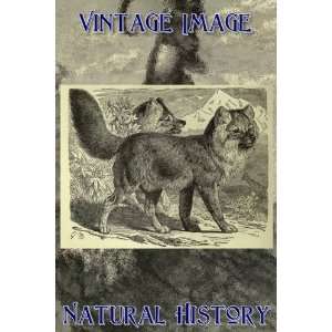   Magnet Vintage Natural History Image Siberian Wild Dog
