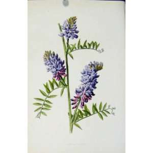  Editorial Wild Flower Tufted Vetch Antique Color Print 