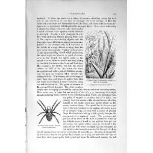   NATURAL HISTORY 1896 ORB SPINNER CROSS SPIDER INSECTS