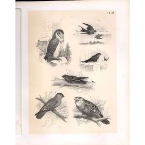 Barn Owl Swallow Science Of Birds 1878 Jasper