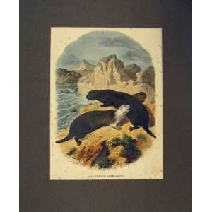  1860 Victorian Print View Sea Otters Kamtschatka Colour 