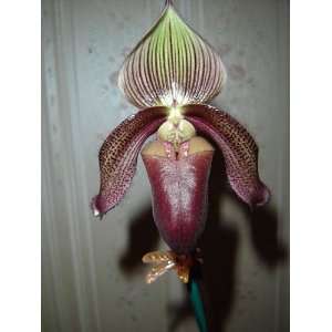 Paph superbiens ladyslipper species orchid  Grocery 