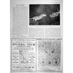  1905 LIONESS HUNTING DONKEY RIVIERA TOUR FRANCE RAILWAY 