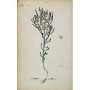 1826 Sedum Rubens Red Stonecrop Botanical Color Print   Hand Colored 