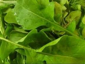 Arugula  Rocket Salat (Roquette) Heirloom Seeds  1,000+  