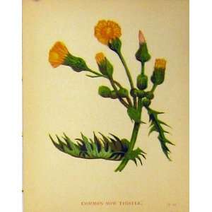  C1880 Common Sow Thistle Plant Colour Botanical Print 