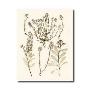  Sepia Nature Study Iii Giclee Print: Home & Kitchen
