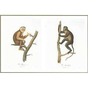  Monkeys Poster Print
