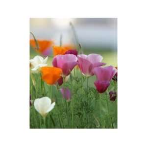  California Poppy Mix 250 Seeds Patio, Lawn & Garden