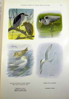 The Book of Birds by National Geographic Society Birds of Town 