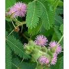   Mimosa Pudica Seeds Tropical Touch Me Not Sensitive Plant Pink Flowers