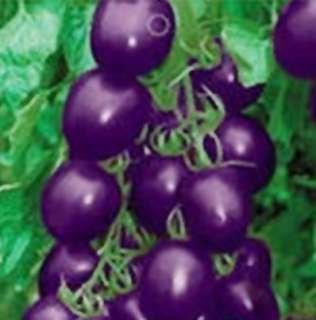 20pcs Purple Tomatoes Plant Food Fruit Seeds DIY Garden  