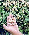Peanut Seeds ★ Grow in Your Own Garden ★ Very Easy 