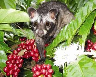 Kopi Luwak introduced in North America in 1990 and it has been sold in 