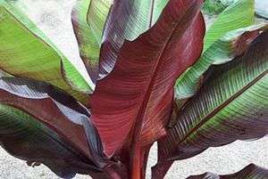 Musa Dwarf Red Banana Tree /Plant Perfect Patio Plant  