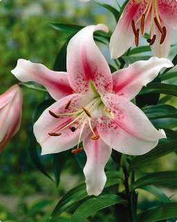 Giant Hybrid Lily Anastasia   2 Bulbs   Pale & Deep Pink  