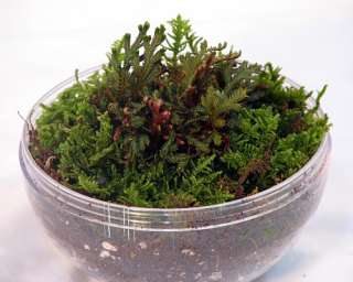 Living Moss Bio Dome Terrarium with Miniature Ruby Fern  