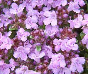 CREEPING THYME Groundcover   1,000 Flower Seeds + GIFT  