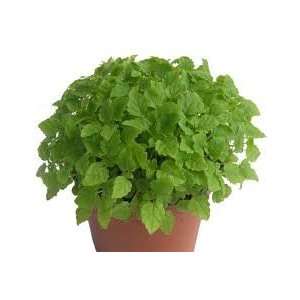 Todds Seeds   Herb   Lemon Balm Herb Seed, Sold by the 