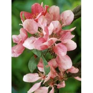  Malus, Profusion (Crab Apple) Close up of Pink Blossom 