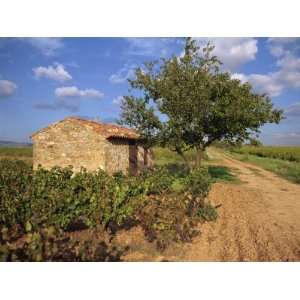  Vines Surround a Stone Building in a Vineyard in Provence 