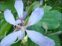Bauhinia variegata PURPLE ORCHID TREE Exotic SEEDS  