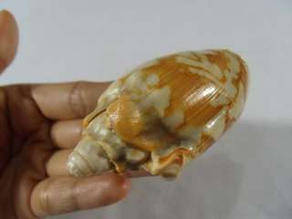 Shells are graded as follows (our guide)