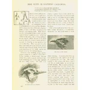   1896 Southern California Birds Woodpecker Road Runner 