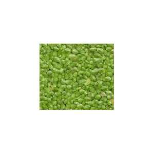  LIVE Duckweed From Our Aquarium to Yours ALWAYS AVAILABLE 