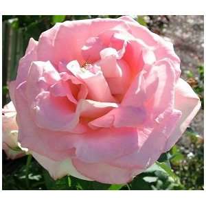  Falling in Love Rose Seeds Packet: Patio, Lawn & Garden