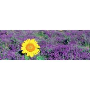  Lone Sunflower in Lavender Field, France by Panoramic 