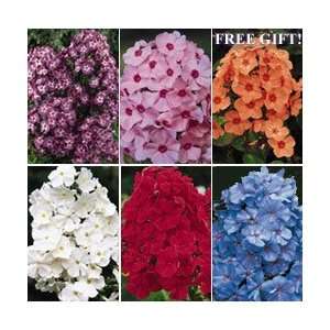  Summer Glow Tall Phlox Collection